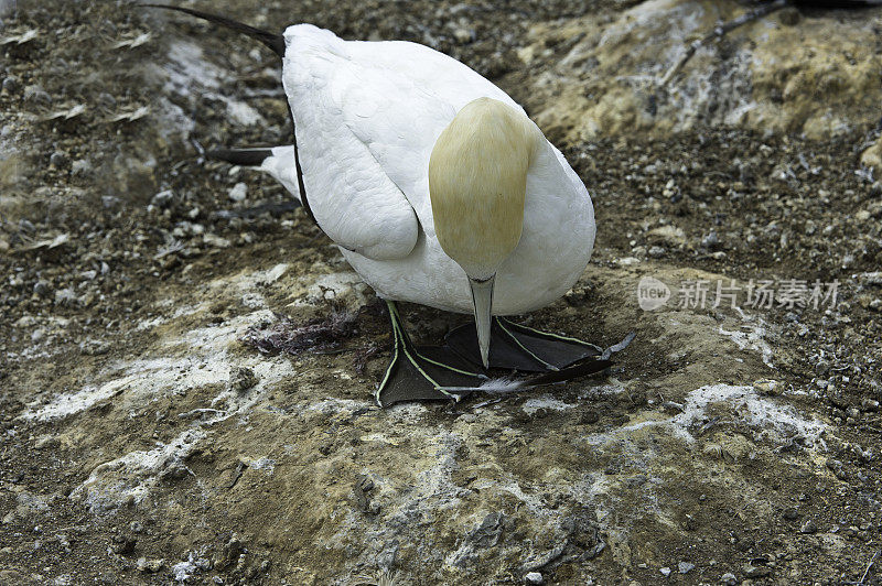 澳大利亚塘鹅或北方塘鹅(Morus serrator)，也澳大利亚塘鹅，Tākapu)是塘鹅科的一种大型海鸟。在新西兰北岛的kidmapappers角筑巢。小鸡和成人